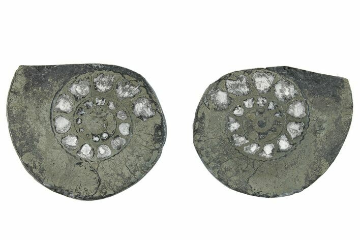Pyritized Cut Ammonite Fossil Pair - Morocco #276607